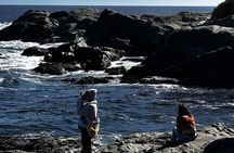 Zapallar Walking & Bird Watching Penguins Private Tour From Stgo