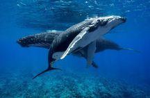 WHALE TOUR - Watching and Swimming with Whales
