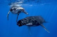 WHALE TOUR - Watching and Swimming with Whales