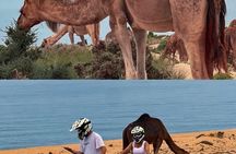 Camel Ride in Timlalin Dunes with luxury Sunset and Mint Tea