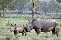 Thrilling 4 days of Masai Mara and Lake Nakuru safari