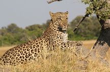 Thrilling 4 days of Masai Mara and Lake Nakuru safari