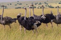 Thrilling 4 days of Masai Mara and Lake Nakuru safari