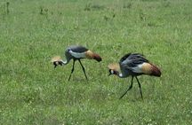 Thrilling 4 days of Masai Mara and Lake Nakuru safari