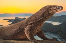 Komodo Island 2 Days 1 Night Tour with Flights from Bali