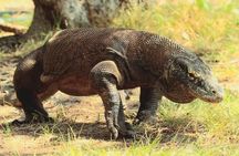Komodo Island 2 Days 1 Night Tour with Flights from Bali