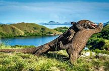 Komodo Island 2 Days 1 Night Tour with Flights from Bali