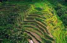 Ubud Private Tour: Monkey Forest, Waterfall & Rice Terrace Swing