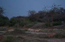Dubai: Night Desert safari with Camel Ride & Stargazing