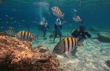 Tenerife Guided Sea Trek Underwater Walk 