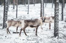 Wild Reindeers Safari + Lunch in Glass Igloo (private service)