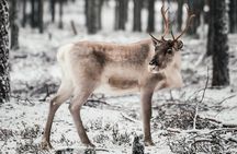Wild Reindeers Safari + Lunch in Glass Igloo (private service)