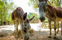 Family Adventure Day: Ziplining, Cenote Swim, Waterfall & Monkeys