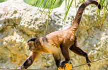 Family Adventure Day: Ziplining, Cenote Swim, Waterfall & Monkeys