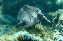 Barcelona Adventure: Costa Brava Hike & Snorkel