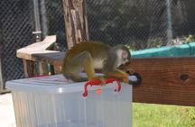 Interaction with Monkey Tour & city tour in Puerto Plata
