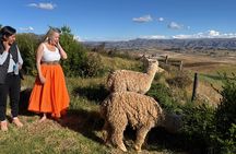 Alpaca Walk over the Sacred Valley of the Incas from Cusco