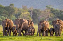 Colombo to Sigiriya Lion Rock, Dambulla Temple & Safari Day Tour