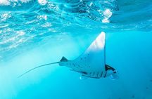 Snorkeling adventure to the manta ray habitat in Nusa Penida