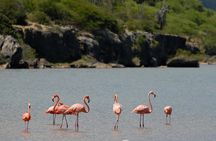 Bonaire Island Discovery North Side Tour