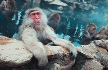 Private Luxury Day Tour to Nagano Snow Monkeys and Zenkoji Temple