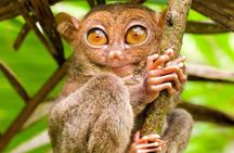 Bohol Countryside Tour to Chocolate Hills and Loboc River