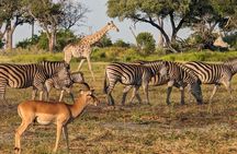 Maun Ngamiland 4-Day Guided Tour