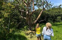 Road to Hana Maui Tours