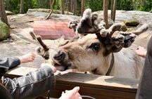 Authentic Reindeer Experience Near Helsinki (VIP)
