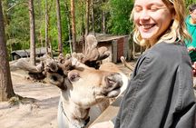 Authentic Reindeer Experience Near Helsinki (VIP)