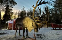 Arctic Wonders: Meet Santa, Reindeer & Explore Ranua Zoo