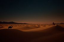 Doha Night Safari Tour Dune Bashing Camel Ride and Stargazing