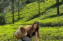 Kandy to Ella Scenic Road Trip and Train Ride Tour