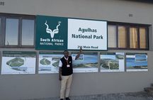 Cape Agulhas, Hermanus Stony Point Penguins Colony Tour