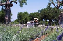 Private Olive Oil Tasting in Polignano a Mare