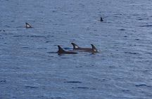Dolphin Observation In A Small Group On A Silent Hybrid Boat