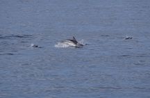 Gran Canaria Sunset Dolphin Watching Activity