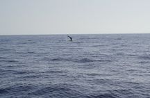 Gran Canaria Sunset Dolphin Watching Activity