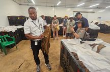 3 Tours in 1: Cigar Factory, Altos de Chavon and Cave Expedition