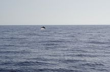 Gran Canaria Sunset Dolphin Watching Activity
