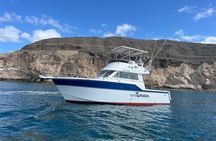 Gran Canaria Sunset Dolphin Watching Activity