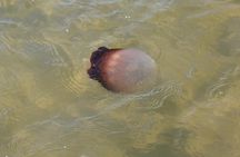 Paddle With Native Wildlife