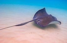 Stingray City Catamaran Sunset Tour