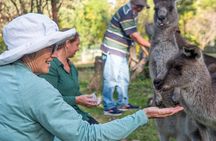 Tour from Eden to Merimbula Wetlands Wildlife and Coastline