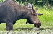 1 Day Canoeing Tour in Algonquin Park