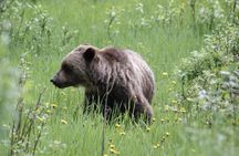 3 Day Banff National Park Johnston Canyon Voyage Car Tour