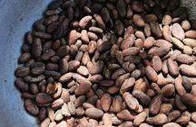 Horses, Buggy, and plantation in Chocaci Ranch