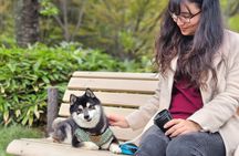 Home Cooking with a Local Host (Optional Shiba Inu Picnic)
