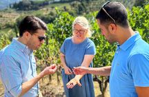 Small Group Chianti Wine Tour with a Somm