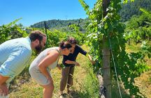 Carmignano Wine Tour with a Somm Small Group
